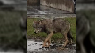 Handyaufnahme eines Wolfes