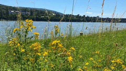 Wiese am Rhein auf Koblenz Oberwerth