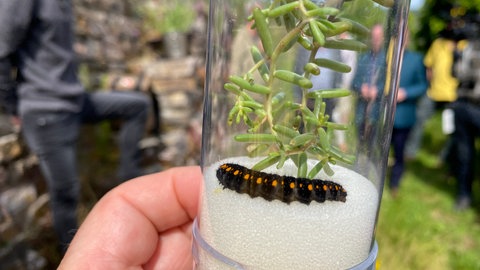 Eine gezüchtete Apollofalter-Raupe in einem Glas, sie hat einen schwarzen, leicht behaarten Körper und orangerote Punkte auf dem Rücken