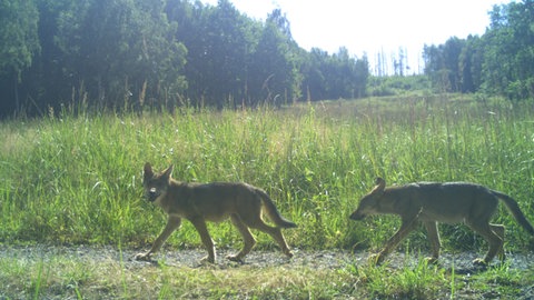 Der diesjährige Nachwuchs des Leuscheider Rudels im Westerwald.
