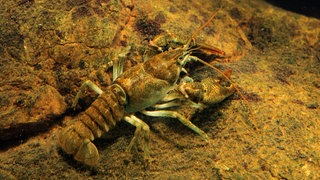 Ein Steinkrebs in einem Bach - rund um Koblenz wurden sie erfolgreich wieder angesiedelt.