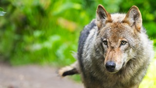 Ein Wolf läuf vor einem verschwommenen grünen Hintergrund: Nach einer Eilentscheidung des Verwaltungsgerichts Koblenz darf ein problematischer Wolf im Westerwald nicht wie geplant getötet werden. 