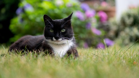 Ein Kater sitzt in einem Garten.