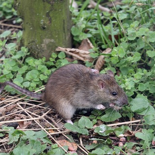 Symbolbild: Ratte sitzt in einem Garten. In Andernach verzweifeln die Anwohner über die Ratten, die umher laufen.