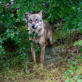 Symbolbild Wolf. Das rheinland-pfälzische Umweltministerium wird den sogenannten Problemwolf aus dem Westerwald vorerst nicht erneut zum Abschuss freigeben. 