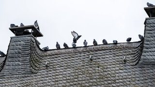 Mehrere Tauben sitzen auf dem Dach eines Hauses. Die Stadt Limburg will die rund 200 Stadttauben jetzt doch einfangen und töten lassen - das Stadttaubenprojekt Limburg will das nicht einfach so hinnehmen.