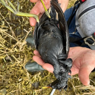 Ein Vogel, dessen Federn mit Öl verklebt sind, im Naturschutzgebiet Thürer Wiese. 
