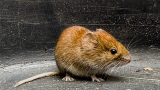 Eine Maus. Die Kindertagesstätte Maria Himmelfahrt in Neuwied-Gladbach ist wegen Mäusebefalls geschlossen worden. Das hatte das Kreis-Gesundheitsamt angeordnet.