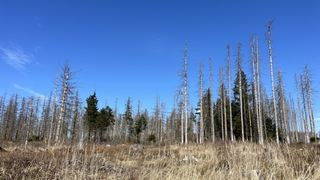 Der Wald leidet unter anderem an dem fehlenden Regen und es besteht Waldbrandgefahr.