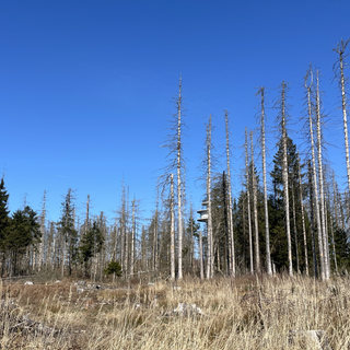 Der Wald leidet unter anderem an dem fehlenden Regen und es besteht Waldbrandgefahr.