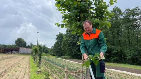Ralf Melber schneidet einen der Bäume auf der Agroforstfläche.