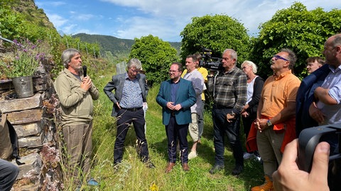 In einer Weinbergssteillage in Winningen erklärt ein Experte die Situation um den seltenen Apollofalter.