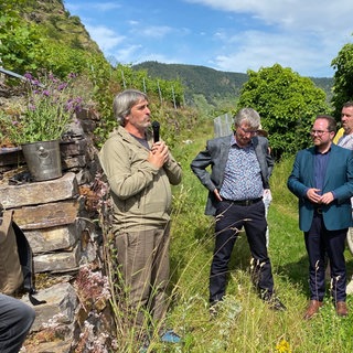 In einer Weinbergssteillage in Winningen erklärt ein Experte die Situation um den seltenen Apollofalter.