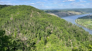 Im Rheinhang sind bereits einige tote oder kranke Bäume zu sehen.