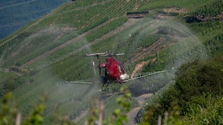 Steillagen-Winzer dürfen an der Mosel trotz Apollofalter mit dem Hubschrauber Pestizide spritzen.