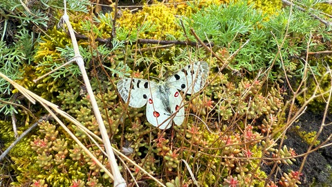 Aus ausgesetzten Raupen ist inzwischen zumindest ein Mosel-Apollofalter im Nothbachtal bei Kobern-Gondorf geschlüpft.