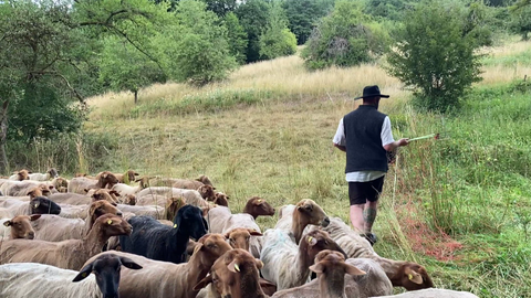 Schäfer Steffen Carmin von hinten, gefolgt von seinen 400 Coburger Fuchsschafen: Sie pflegen im Auftrag des Kreises Cochem-Zell die Landschaft und verbessern die Artenvielfalt