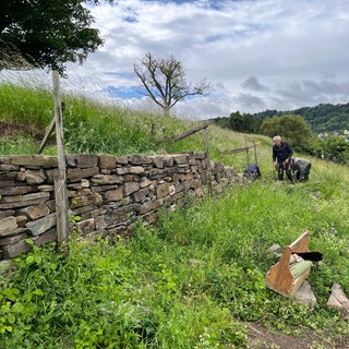 Der Trockenmauerbau soll Kulturerbe werden. Hier entsteht eine in Filsen im Oberen Mittelrheintal.