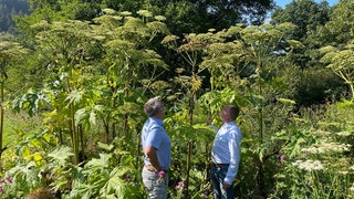 Olaf Glasner und Roger Best von der Kreisverwaltung des Westerwaldkreises schauen sich Herkulesstauden im Gelbachtal an.