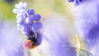 Eine gehörnte Mauerbiene sitzt auf einer Traubenhyazinthe. Anders als andere Wildbienen-Arten gilt sie laut NABU noch nicht als gefährdet, steht aber unter Artenschutz. 
