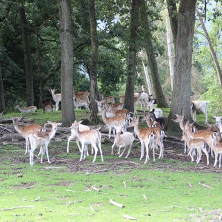 Im Wildpark Westerwald leben rund 300 Tiere, darunter Damwild.