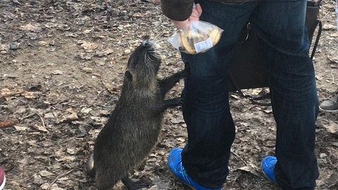 Eine Nutria krabbelt einem Mann am Bein hoch, der sie gefüttert hat