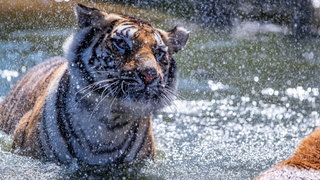 Tiger erfrischen sich bei gut 30 Grad im kühlen Wasser.