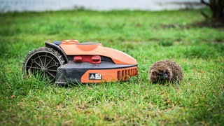 Mähroboter in Gärten sind besonders in der Dämmerung für Igel eine Gefahr.