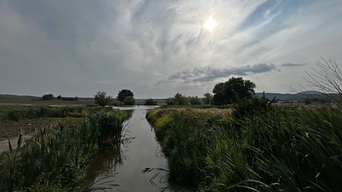 Halbes Jahr nach Ölunfall in "Thürer Wiesen": Die Natur erholt sich.