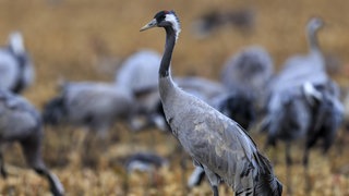 Ein Kranich steht vor mehreren Kranichen. Bei Niedersohren wurde ein toter Kranich mit Vogelgrippe entdeckt. 
