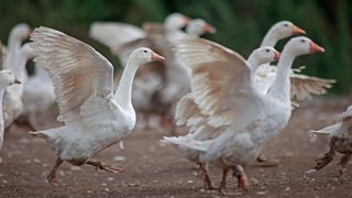 Gänse stehen auf einer Weide | Geflügelzüchter zur Vogelgrippe: "Wir hoffen, der Vogelzug ist bald vorbei!"