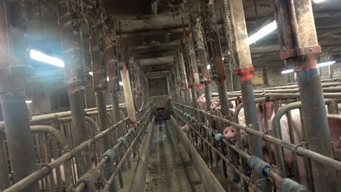 Ein Gang in einem verdreckten Schweinestall.