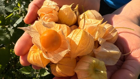 Eine Hand hält ein paar Physalis-Früchte: Sie werden in Spay in der Nähe von Koblenz angebaut und geerntet