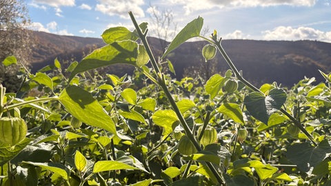 Physalisfrüchte hängen an einem Strauch in einem Weinberg in Spay am Mittelrhein. Dort baut ein kleines Familienunternehmen sie seit zehn Jahren an. 