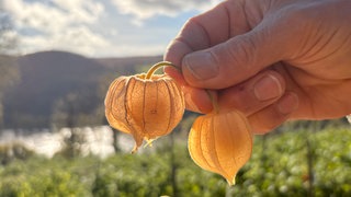 Carlos Beltran hält Physalis-Früchte in der Hand, die er in Spay am Mittelrhein anbaut. 