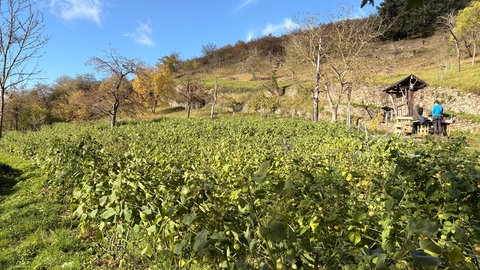 Ein Blick auf die Physalis-Büsche , die Carlos und Martina Beltran im Spay am Mittelrhein anbauen und ernten.