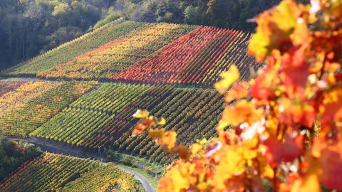 Herbstliche Stimmung in den Weinbergen des Ahrtals