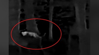 Jäger hat mögliche Großkatze im Wald bei Kalenborn fotografiert