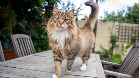 Eine Maine Coon Katze auf einem Tisch.