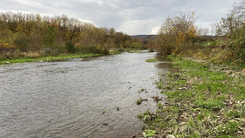 Die Fische in der Ahr haben die Flutkatastrophe 2021 gut überstanden. Laut einer Untersuchung der Hochschule Trier sind noch alle 26 Arten im Fluss vorhanden.