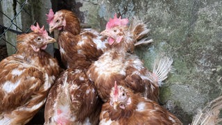 Hühner aus einem Betrieb im Westerwald, die gerettet wurden