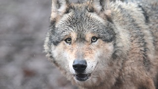 Portrait eines Wolfs. Der Bundestag hat beschlossen, Wölfe ins Jagdrecht aufzunehmen.