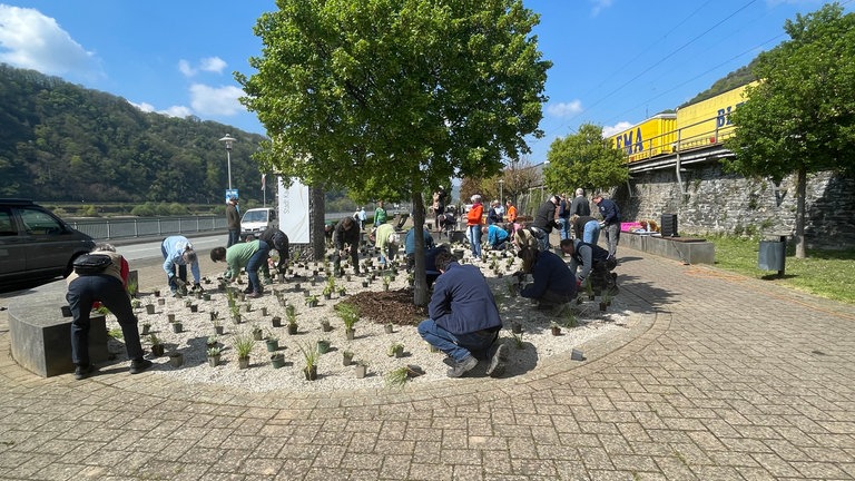 Ein BUGA-Garten-Workshop: Ganz praktisch an einem Beet in Kaub am Rheinufer lernen die Ehrenamtler und Bauhofmitarbeiter, worauf es beim Anlegen eines Staudenbeets ankommt.