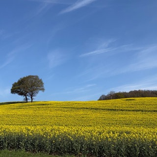 Rapsfeld bei Kobern-Gondorf