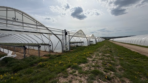 Erdbeeranbau im Wandel