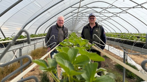 Erdbeeranbau im Wandel