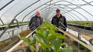 Erdbeeranbau im Wandel