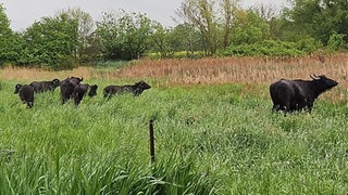 Wasserbüffel weiden in den Thürer Wiesen bei Mendig
