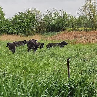 Wasserbüffel weiden in den Thürer Wiesen bei Mendig