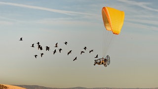 Das Siegerfoto von Gunnar Hartmann zeigt zwei Forscherinnen in einem Leichtflugzeug, die hinter einem Schwarm junger Waldrappen fliegen